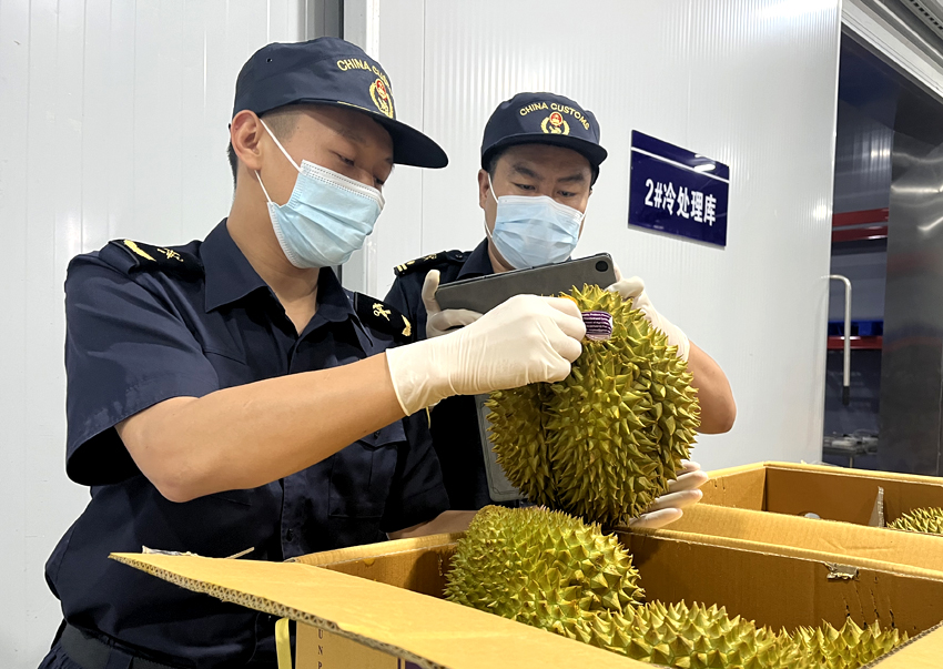 磨憨鐵路口岸綜合性指定監(jiān)管場地水果查驗區(qū)內，海關關員正在查驗進口榴蓮。勐臘海關供圖